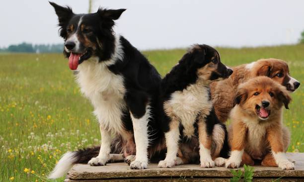 istock border collie familie 695430332