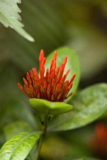 istock Flower Immersion - tropical flowers close up 695433540