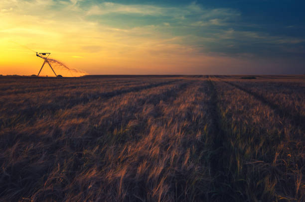 istock Irrigation system watering field of wheat in summer 695441374