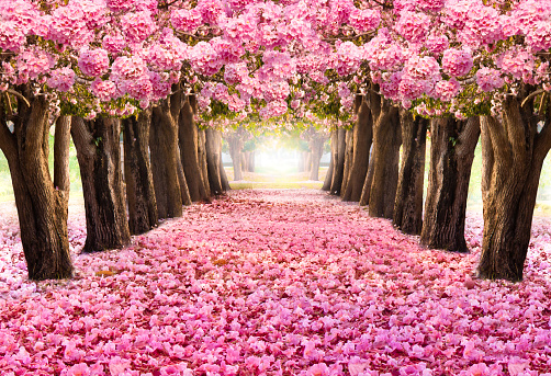The romantic tunnel of pink flower trees.Blossom blooming in Spring - Summer season.Ground covering by falling petals.