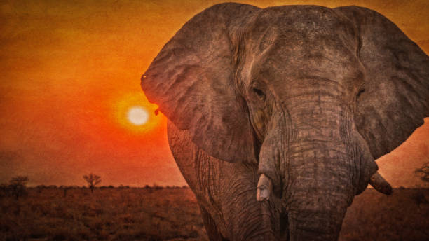 istock African elephant with broken tusks, at sunset, Etosha National Park, Namibia. Texture added. 695446540