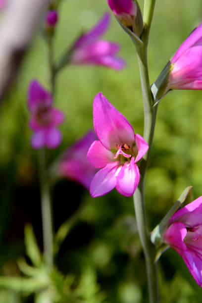 istock Bright pink gladiolus bloom on a flower stem 695448326