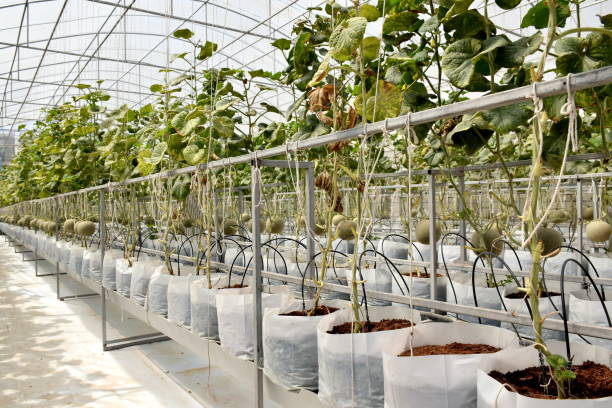 istock Melon and melon trees in greenhouse system farm 695448428