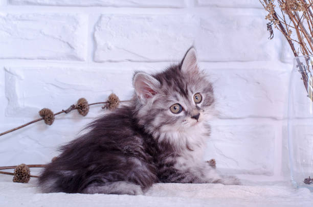 istock small kitten sits on a white brick wall background and dried flowers 695456218