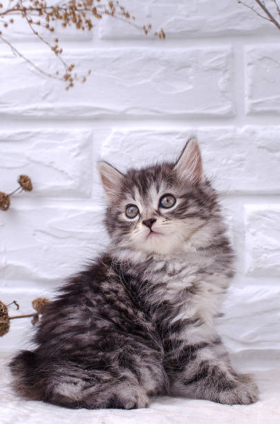 istock small kitten sits on a white brick wall background and dried flowers 695456222