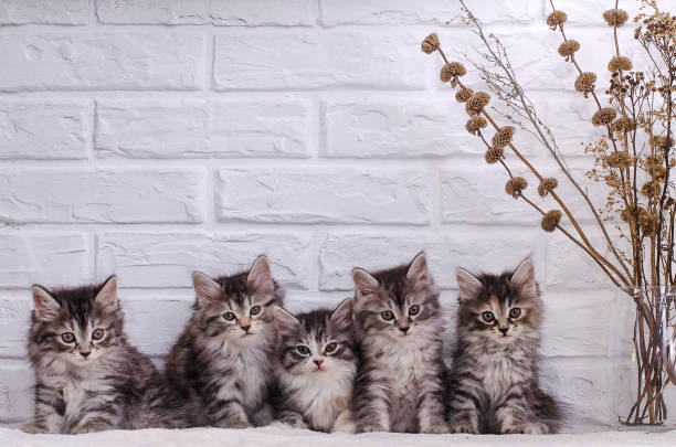 small kitten sits on a white brick wall background and dried flowers