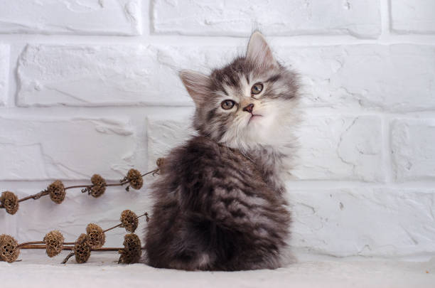 istock small kitten sits on a white brick wall background and dried flowers 695456298