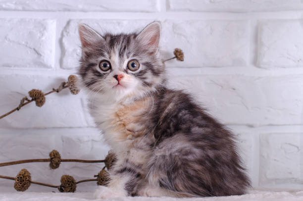 istock small kitten sits on a white brick wall background and dried flowers 695456300
