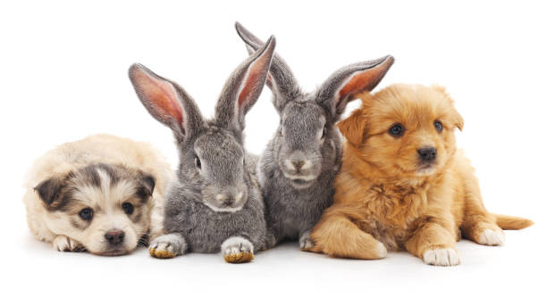 istock Two rabbits and two puppies. 695456386