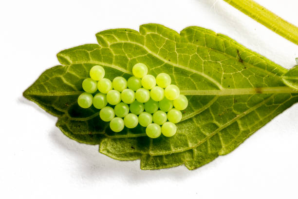 Nests / Eggs of a C-Falter Clutches / eggs of a C-moth at the bottom of a leaf egg to caterpillar stock pictures, royalty-free photos & images