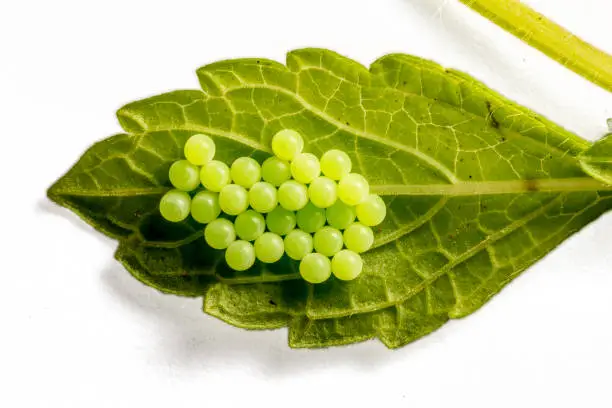 Clutches / eggs of a C-moth at the bottom of a leaf