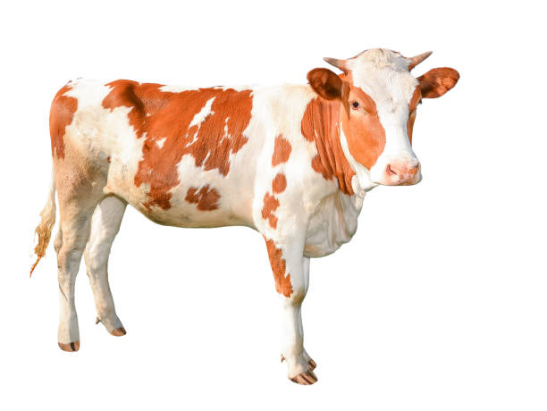 istock Beautiful young cow isolated on white. 695457838