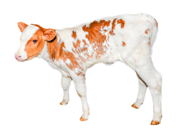 istock Beautiful red and white spotted calf isolated on white. 695459902