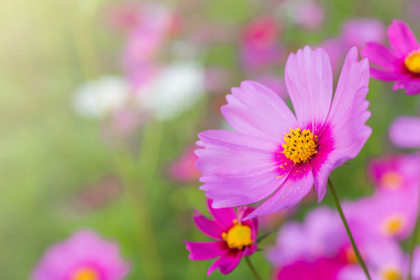 istock Beautiful cosmos flower in garden with sunlight 695460118