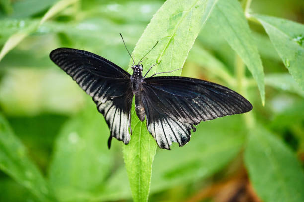 istock Beautiful colorful butterfly 695460206