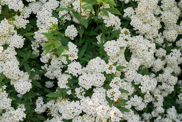 Spiraea canescens Spiraea canescens blooming betula utilis stock pictures, royalty-free photos & images