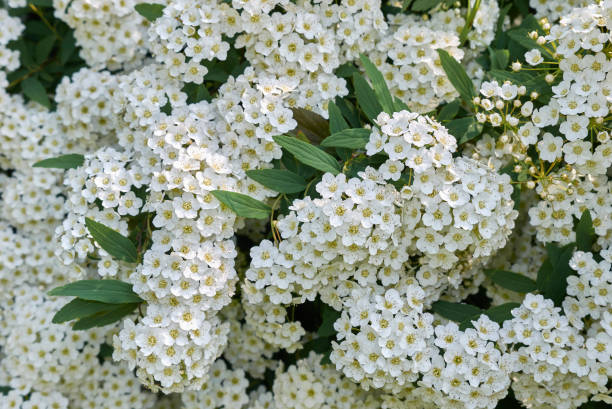 Spiraea canescens Spiraea canescens blooming betula utilis stock pictures, royalty-free photos & images