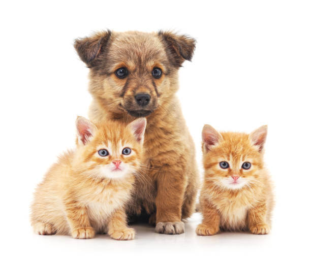 Kittens and puppy. Kittens and puppy isolated on a white background. dog group of animals three animals happiness stock pictures, royalty-free photos & images