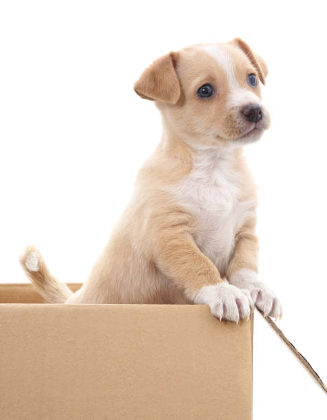 istock Brown puppy in a box. 695467248