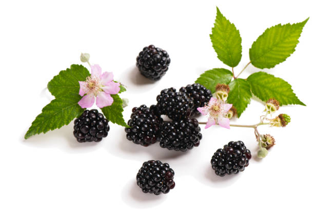 istock Blackberry on the twig and flower 695470718