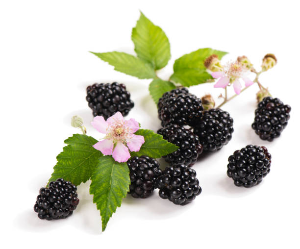 istock Organic blackberry and blossom 695470774