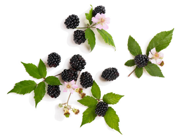 Twigs of blackberry, above view.