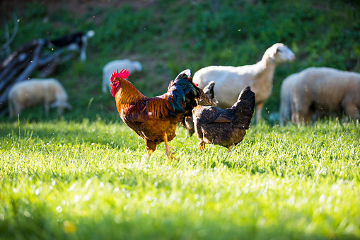 Chickens and sheep together in a pasture
