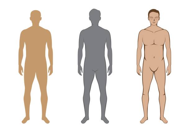 pełne ciało nagiego mężczyzny z przodu widok 3 styl. - torso stock illustrations