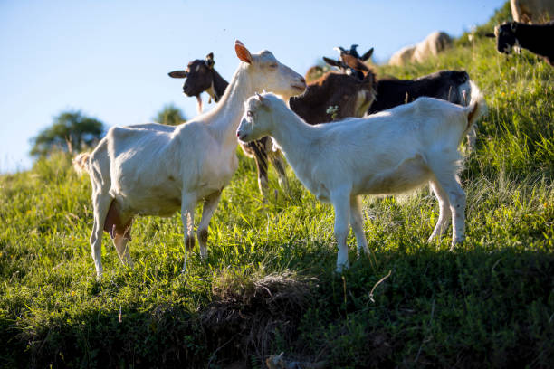 istock Flock of the goats 695473624