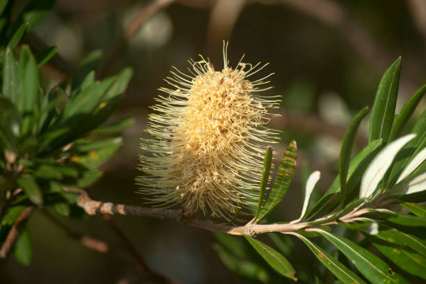 istock Single flower of a yellow bottle brush 695480776