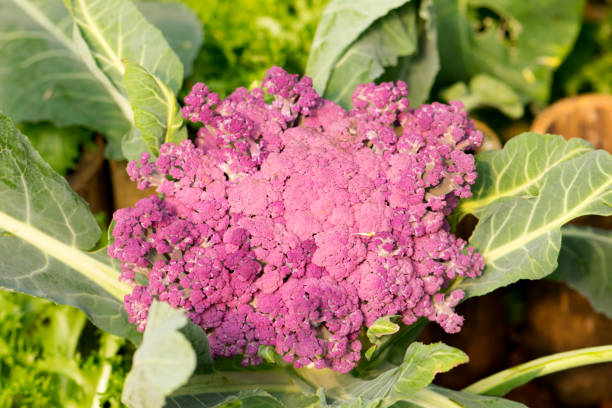 istock Fresh purple cauliflower in the vegetable garden. 695481426