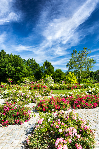 Formal garden - part of a public park planted with roses.