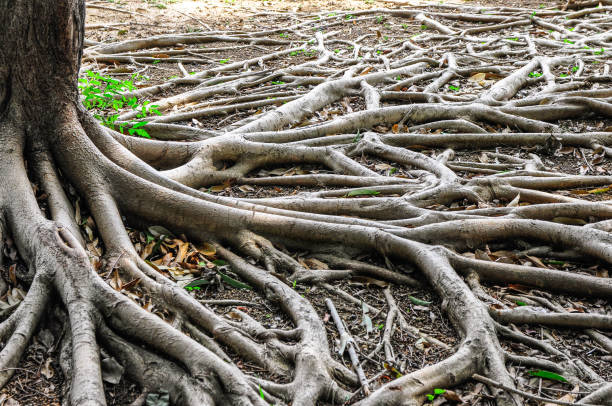 istock The roots of big tree as backgorunds 695483562
