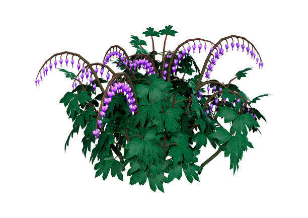 istock 3D Rendering Bleeding Heart or Lyre Flower on White 695483776