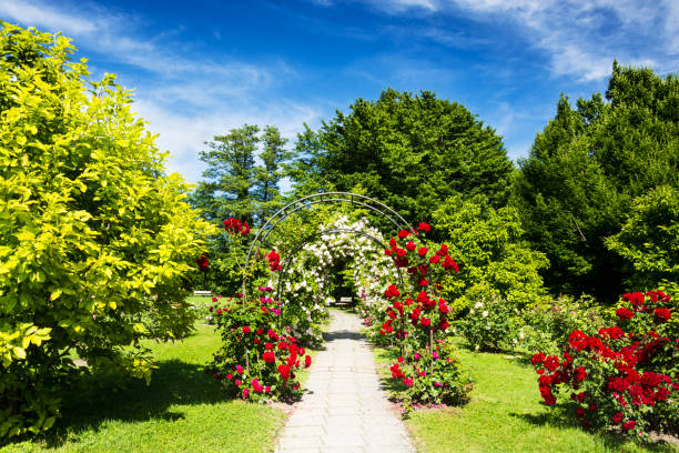 istock Formal garden - roses in park 695484486