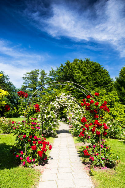 istock Formal garden - roses in park 695484754