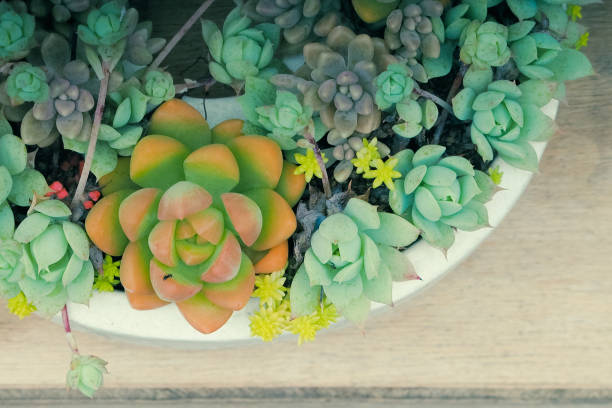 istock Multiple types of succulent in white pot 695485072