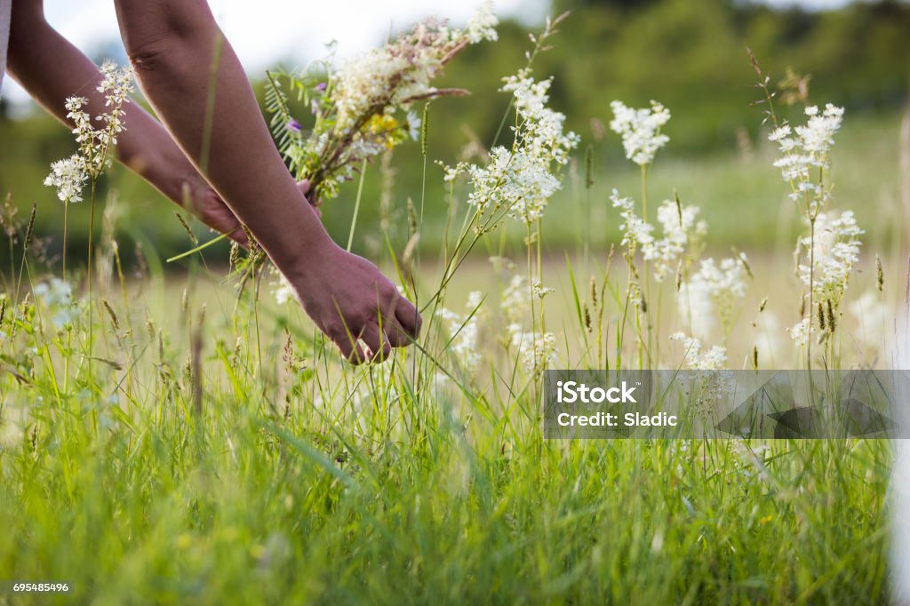 Picking wild flowers Picking wild flowers on the sunny meadow Flower Stock Photo