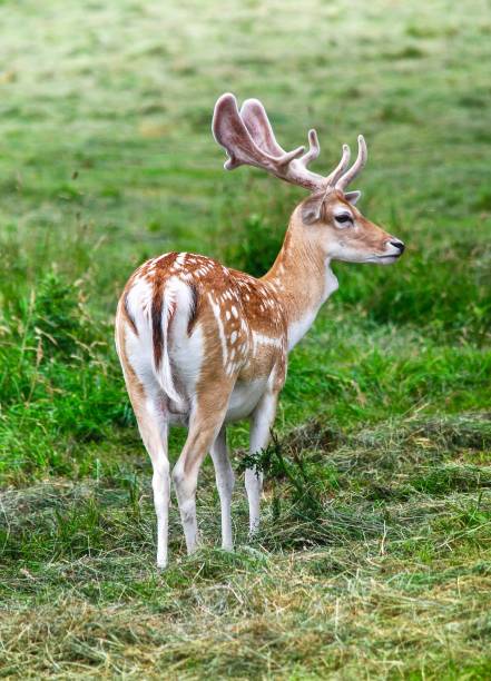 istock Deer Standing On Green Meadow In Wollaton Park , UK 695485726