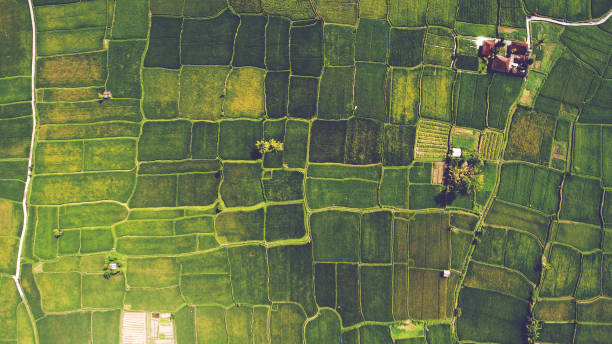 Aerial landscapes Top view from drone of the beautiful paddy fields with velvet green young sprouts in Balinese village. The traditional method for cultivating rice with flood the fields after setting young seedlings rural scene stock pictures, royalty-free photos & images