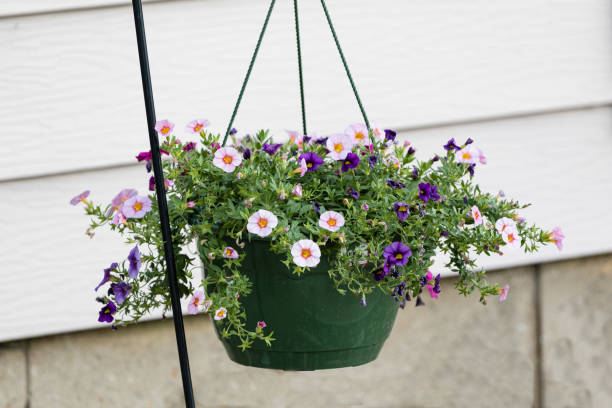 istock hanging basket of multi colored Calibrachoa 695488952