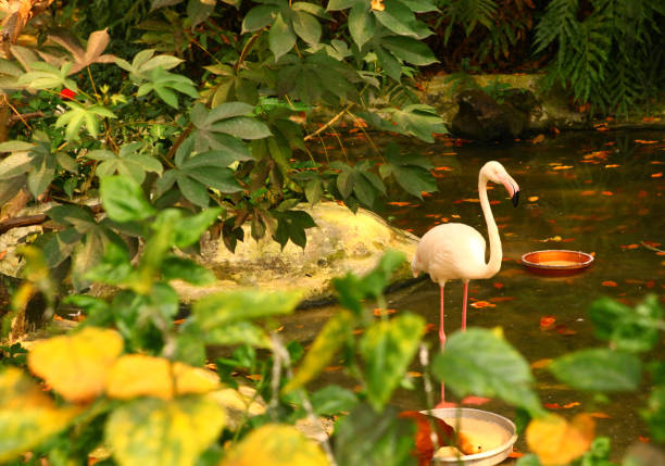 flamingo in the tropical asian park with pond