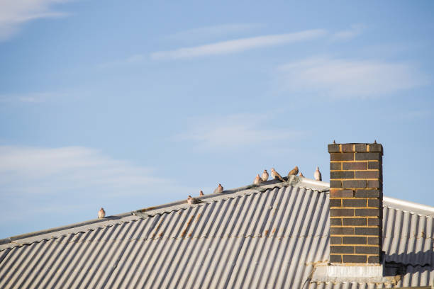 istock Dove Birds on a Roof 695502066