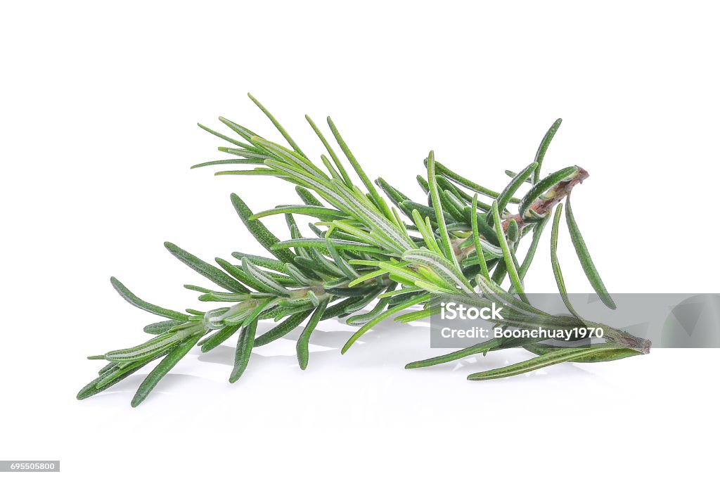 rosemary isolated on white bacground Rosemary Stock Photo