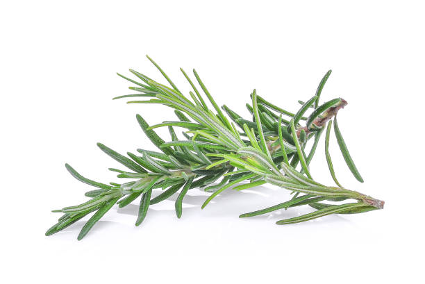 rosemary isolated on white bacground rosemary isolated on white bacground rosemary dry spice herbal medicine stock pictures, royalty-free photos & images