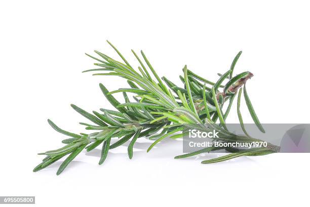 Rosemary Isolated On White Bacground Stock Photo - Download Image Now - Rosemary, White Background, Leaf