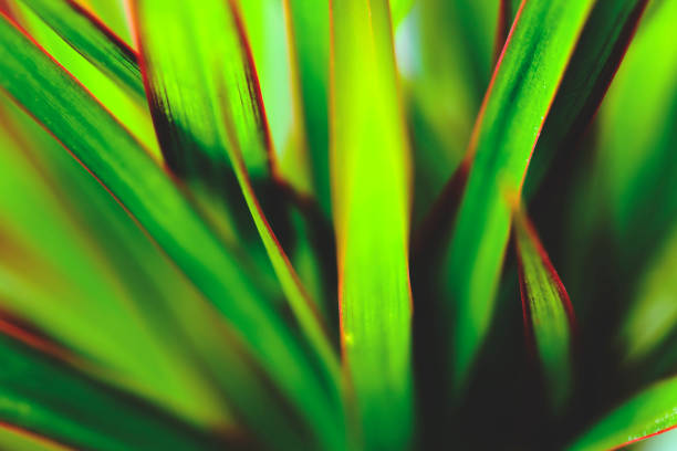 istock soft focus kentia palm tree leaves background 695508596