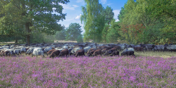 Moorland Sheep in Luneburger Heath,Germany Flock of Moorland Sheep in Luneburger Heath,lower Saxony,Germany lüneburg heath stock pictures, royalty-free photos & images