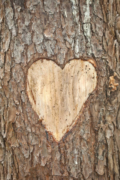 istock Valentines Tree with Heart Carved 695516008