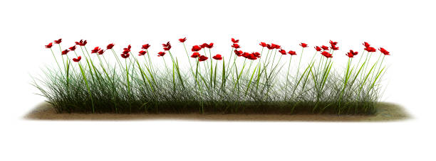istock 3D Rendering Red Poppy Flowers on White 695516720